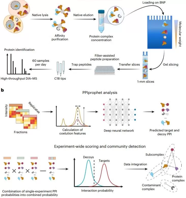 Experimental and computational DIP-MS workflow Experimental and computational DIP-MS workflow